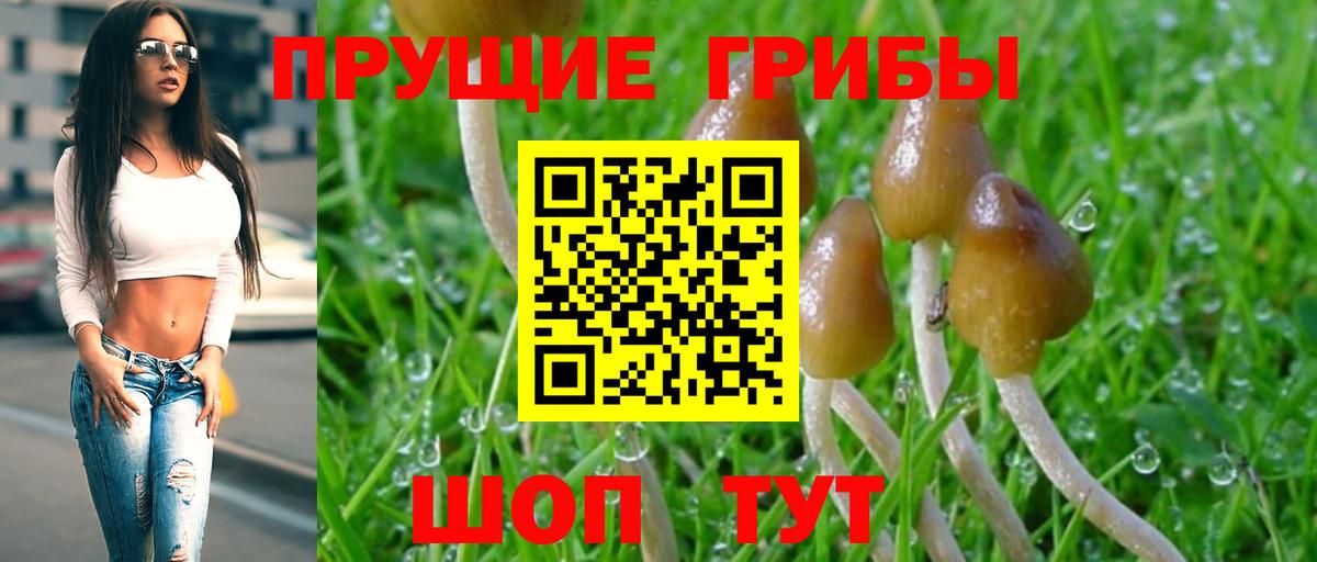 Самара  Псилоцибиновые грибы Psilocybine cubensis  Вход с VPN 